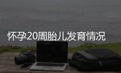 怀孕20周胎儿发育情况